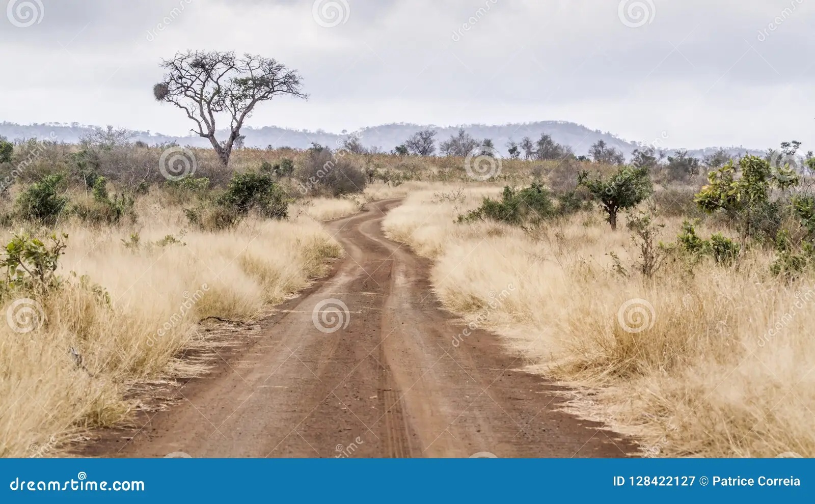 That Closed Road in Kruger Isn’t a Suggestion — Here’s What It Actually Costs to Ignore It
