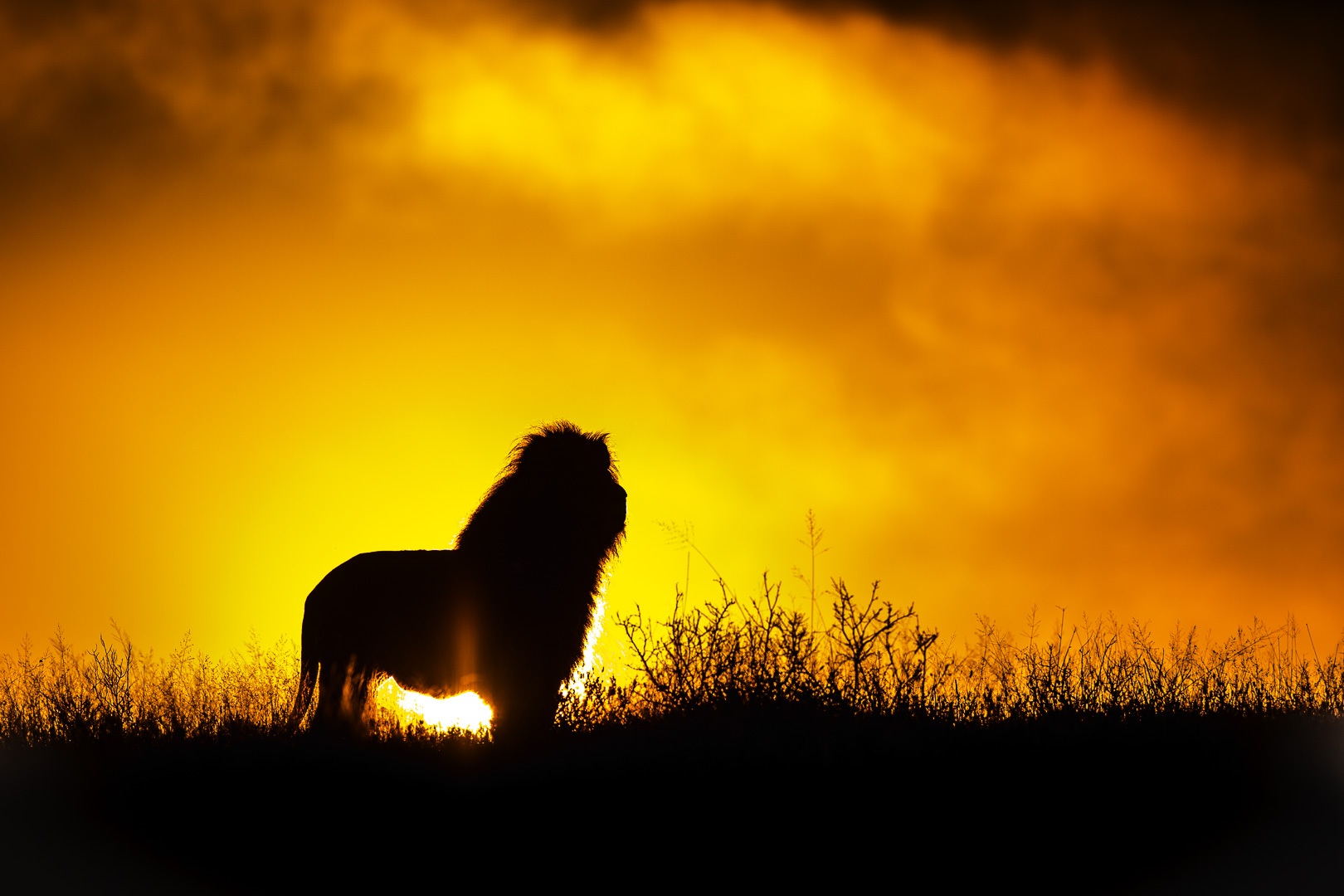 Kruger Just Beat the Serengeti and Maasai Mara — Here’s the Case for Booking Local This Spring